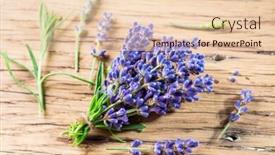 Presentation with lavender flowers - Colorful PPT theme enhanced with bunch-of-fresh-lavandula backdrop and a lemonade colored foreground