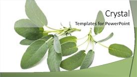  Presentation with sage - Amazing slides having bunch of fresh sage herb backdrop and a  colored foreground