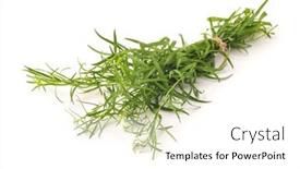  Presentation with herbs - Colorful PPT layouts enhanced with bunch-of-fresh-tarragon-herbs backdrop and a white colored foreground