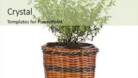  Presentation with thyme - Presentation theme with bunch of fresh thyme herb growing in wicker basket pot isolated on white background and a mint green colored foreground