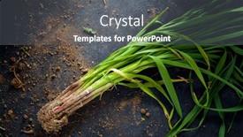  Presentation with garlic - Slide set featuring bunch-of-freshly-harvested-garlic background and a gray colored foreground