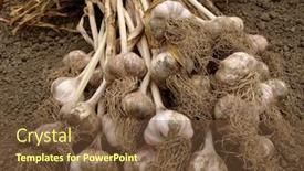  Presentation with garlic - Amazing slide deck having bunch of garlic bulbs backdrop and a tawny brown colored foreground