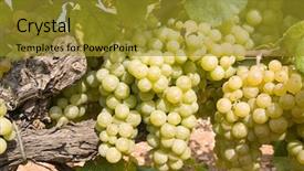  Presentation with grapevine - Colorful slide deck enhanced with bunch of golden grapes backdrop and a gold colored foreground