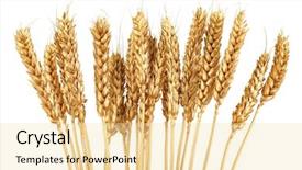  Presentation with bunch - Cool new PPT theme with bunch of golden wheat isolated backdrop and a lemonade colored foreground
