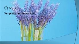  Presentation with grape - Cool new PPT theme with bunch of grape hyacinth backdrop and a light blue colored foreground