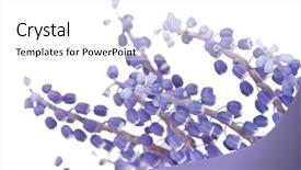  Presentation with grape - Presentation theme enhanced with bunch of grape hyacinth background and a white colored foreground