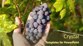  Presentation with bunch - PPT layouts featuring bunch-of-grapes-held background and a tawny brown colored foreground