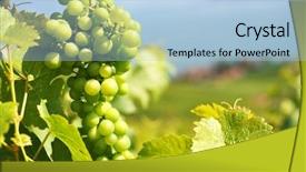  Presentation with switzerland - PPT theme with bunch of grapes lavaux region background and a light blue colored foreground