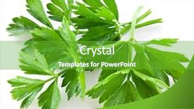  Presentation with white green - Theme having bunch of green coriander background and a shamrock green colored foreground