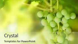  Presentation with grapevine - Slide set consisting of bunch of green grapes background and a blonde colored foreground