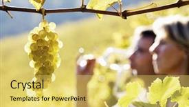  Presentation with vine wine - Slides enhanced with bunch of green grapes background and a yellow colored foreground