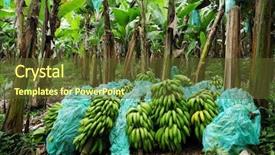  Presentation with banana plant - PPT theme featuring bunch of green harvested bananas background and a tawny brown colored foreground