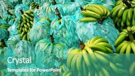  Presentation with banana plant - Amazing PPT theme having bunch of green harvested bananas backdrop and a teal colored foreground