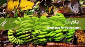  Presentation with green bananas hanging on banana - Slides consisting of bunch of green harvested bananas background and a tawny brown colored foreground