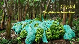  Presentation with bunch - Presentation with bunch of green harvested bananas background and a tawny brown colored foreground
