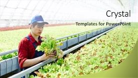  Presentation with plantation - Presentation theme having bunch of green lettuce background and a cool aqua colored foreground