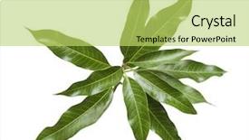  Presentation with mango leaves - PPT theme having bunch of green mango leaves background and a yellow colored foreground