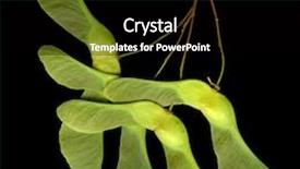  Presentation with maple - PPT theme with bunch of green maple seeds on black background background and a black colored foreground