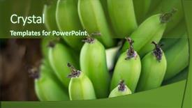  Presentation with banana tree - Cool new PPT theme with bunch of growing bananas backdrop and a tawny brown colored foreground