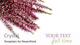 Presentation with white flowers - Audience pleasing theme consisting of bunch-of-heather-on-white backdrop and a white colored foreground