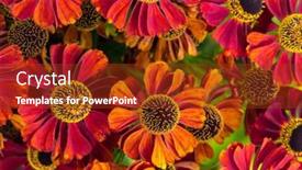  Presentation with bunch - Presentation theme enhanced with bunch-of-helenium-autumnale-flowers background and a tawny brown colored foreground