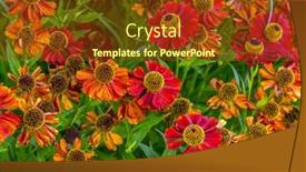  Presentation with bunch - Amazing presentation theme having bunch-of-helenium-autumnale-flowers backdrop and a tawny brown colored foreground