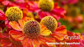  Presentation with growing - Beautiful PPT theme featuring bunch-of-helenium-autumnale-flowers backdrop and a crimson colored foreground