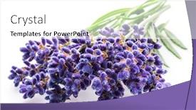  Presentation with lavender flowers - Cool new PPT theme with bunch of lavandula or lavender backdrop and a white colored foreground