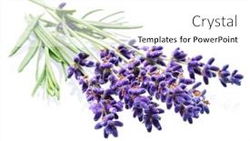  Presentation with lavender flowers - Presentation theme consisting of nectar - bunch of lavandula or lavender background and a white colored foreground