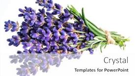  Presentation with lavender flowers - Colorful presentation theme enhanced with flora - bunch of lavandula or lavender backdrop and a white colored foreground