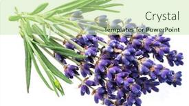  Presentation with floral border lavender flowers - Slide deck featuring bunch-of-lavandula-or-lavender background and a mint green colored foreground