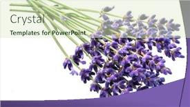  Presentation with lavender flowers - Audience pleasing presentation design consisting of bunch-of-lavandula-or-lavender backdrop and a soft green colored foreground