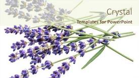  Presentation with lavender flowers - Presentation theme having bunch-of-lavandula-or-lavender background and a cream colored foreground