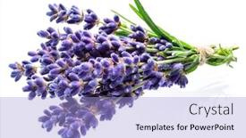 Presentation with lavender flowers - Colorful presentation theme enhanced with bunch-of-lavandula-or-lavender backdrop and a light blue colored foreground
