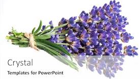  Presentation with lavender flowers - Presentation design featuring bunch-of-lavandula-or-lavender background and a white colored foreground