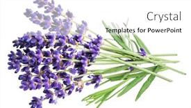  Presentation with lavender flowers - Presentation featuring bunch-of-lavandula-or-lavender background and a white colored foreground