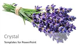  Presentation with lavender flowers - Amazing slide deck having bunch-of-lavandula-or-lavender backdrop and a white colored foreground