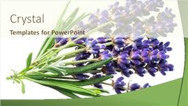 Presentation with lavender flowers - Theme consisting of bunch-of-lavandula-or-lavender background and a cream colored foreground