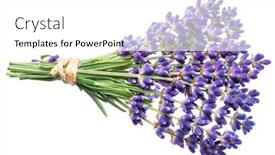  Presentation with lavender flowers - Cool new presentation design with bunch-of-lavandula-or-lavender backdrop and a white colored foreground