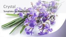  Presentation with lavender flowers - PPT theme consisting of bunch-of-lavandula-or-lavender background and a  colored foreground