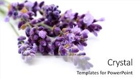  Presentation with white lotus flower - Presentation theme enhanced with bunch of lavender flower isolated background and a white colored foreground