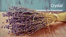  Presentation with lavender - PPT theme enhanced with bunch of lavender flower background and a gray colored foreground