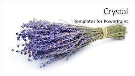  Presentation with lavender flowers - Audience pleasing slide set consisting of bunch of lavender flowers tied backdrop and a white colored foreground