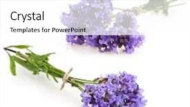  Presentation with lavender flowers - Cool new PPT theme with bunch of lavender flowers on a white background backdrop and a white colored foreground