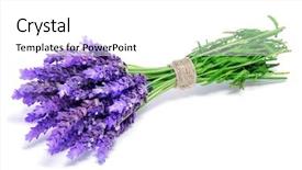  Presentation with lavender flowers - Theme featuring bunch of lavender flowers background and a white colored foreground