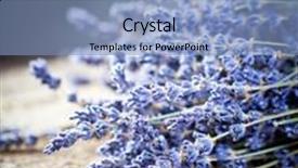  Presentation with lavender flowers - Amazing slide set having map of india with embedded backdrop and a light gray colored foreground