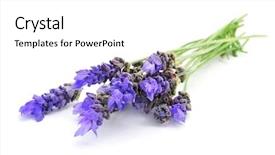  Presentation with lavender flowers - Audience pleasing slide set consisting of bunch of lavender flowers backdrop and a white colored foreground