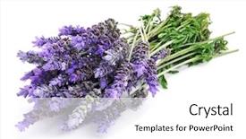  Presentation with lavender - PPT theme having bunch of lavender flowers background and a white colored foreground