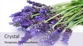  Presentation with lavender flowers - Cool new presentation theme with bunch of lavender flowers backdrop and a light blue colored foreground