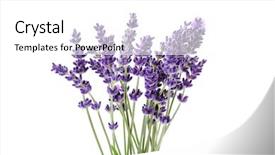  Presentation with lavender flowers - Presentation design having bunch of lavender on white background and a white colored foreground